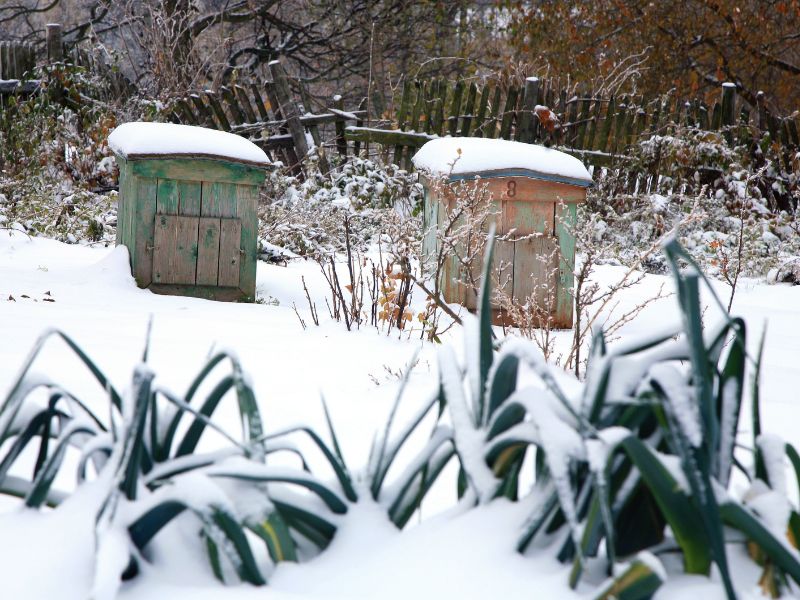Come prendersi cura del giardino in inverno?